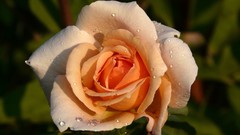 Macro Flowers nature roses flower petals