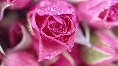 Macro Flowers nature roses pink flowers water drops depth of 