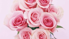 Macro Flowers nature roses windmills white background The 