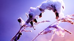 Macro Flowers nature snow winter close-up depth of field