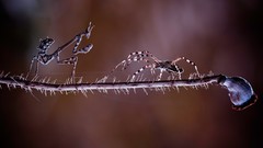 Macro Flowers nature spiders insects duel depth of field