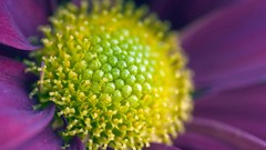 Macro Flowers nature spring