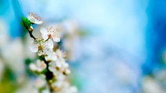 Macro Flowers nature spring