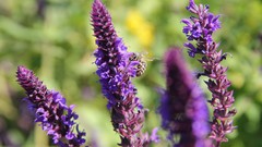 Macro Flowers nature summer bees flora