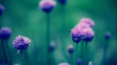 Macro Flowers nature Thistles