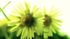 Macro Flowers nature together outdoors realistic