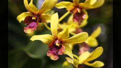 Macro Flowers nature Trees forests