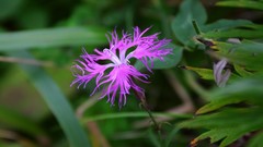 Macro Flowers nature Trees forests