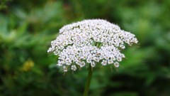 Macro Flowers nature Trees forests