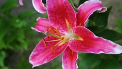 Macro Flowers nature Trees forests