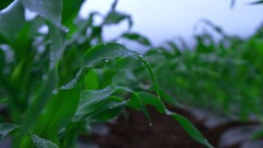 Macro Flowers nature Trees forests