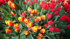 Macro Flowers nature Trees forests