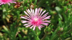 Macro Flowers nature Trees forests yun