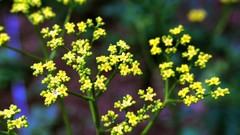 Macro Flowers nature Trees forests yun