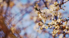 Macro Flowers nature Trees spring