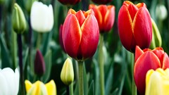 Macro Flowers nature tulips