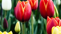 Macro Flowers nature tulips