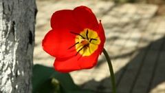 Macro Flowers nature tulips red flowers