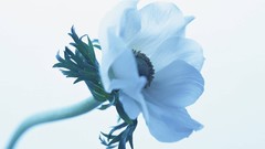 Macro Flowers nature tulips white background