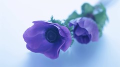 Macro Flowers nature tulips white background