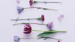 Macro Flowers nature tulips white background holland iran 