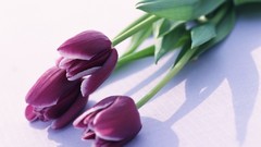 Macro Flowers nature tulips white background holland Quotes The 