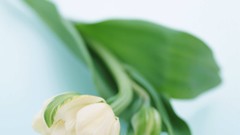 Macro Flowers nature tulips white background valleys