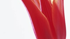 Macro Flowers nature tulips windmills white background holland 