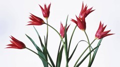 Macro Flowers nature tulips windmills white background holland 