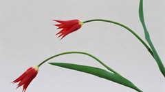 Macro Flowers nature tulips windmills white background holland 