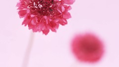 Macro Flowers nature tulips windmills white background holland 