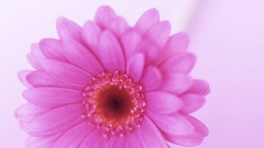 Macro Flowers nature tulips windmills white background holland 