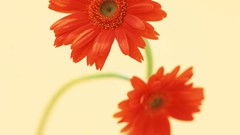 Macro Flowers nature tulips windmills white background holland 