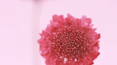 Macro Flowers nature tulips windmills white background holland 