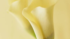 Macro Flowers nature tulips windmills white background holland 