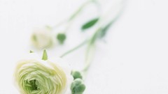 Macro Flowers nature tulips windmills white background holland 