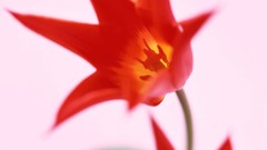 Macro Flowers nature tulips windmills white background holland 