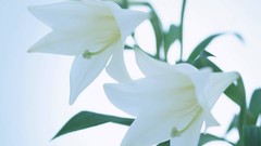 Macro Flowers nature tulips windmills white background holland 