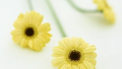 Macro Flowers nature tulips windmills white background holland 
