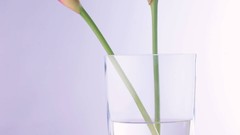 Macro Flowers nature tulips windmills white background holland 