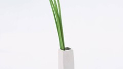 Macro Flowers nature tulips windmills white background holland 