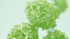 Macro Flowers nature tulips windmills white background holland 