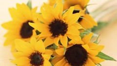 Macro Flowers nature tulips windmills white background holland 