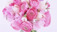 Macro Flowers nature tulips windmills white background holland 