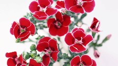 Macro Flowers nature tulips windmills white background holland 