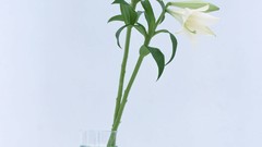 Macro Flowers nature tulips windmills white background holland 