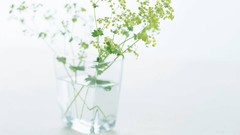 Macro Flowers nature tulips windmills white background holland 