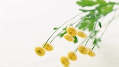 Macro Flowers nature tulips windmills white background holland 