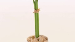 Macro Flowers nature tulips windmills white background holland 