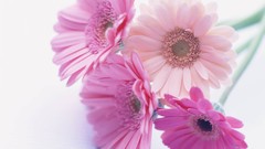 Macro Flowers nature tulips windmills white background holland 